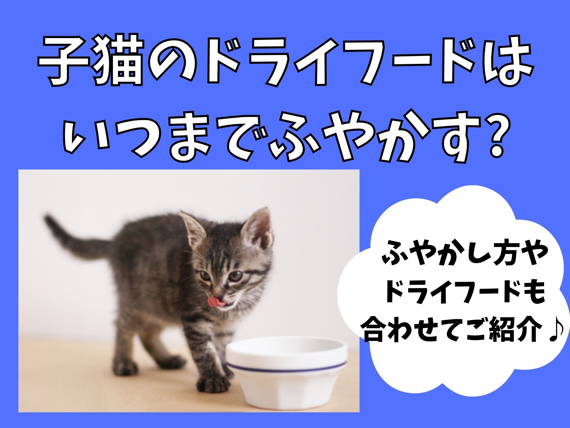 子猫のドライフードをふやかすのはいつまで?切り替えるタイミングとふやかし方を紹介♪食べない時はひと工夫!おすすめ商品も紹介 | 犬猫好きのお菓子屋さん